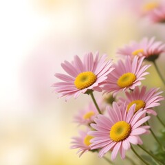 Pretty pink daisies with copy space on a blurred background