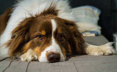 Australian shepherd lying on bed