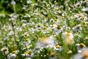 Field of daisies