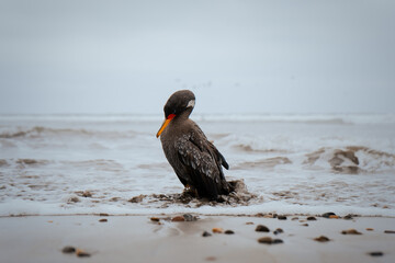 Cormorán en reposo