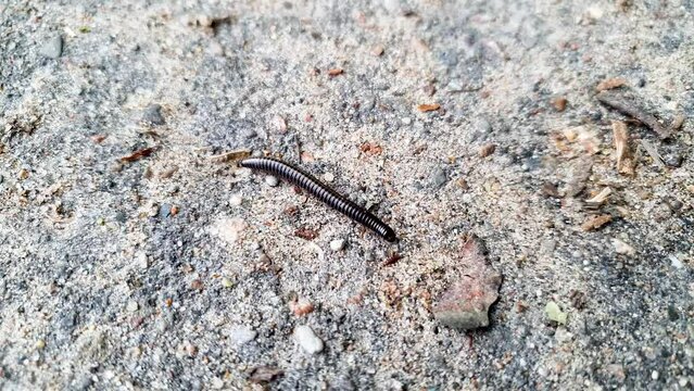 Black millipede crawls along the road. The millipede nods.