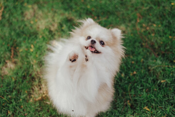 Beautiful dog - pomeranian Spitz. Puppy dog cute pet happy smile playing in nature