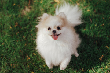 Beautiful dog - pomeranian Spitz. Puppy dog cute pet happy smile playing in nature