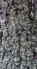 Background - relief bark of old birch with grey moss