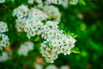 Hawthorn blossom in the spring