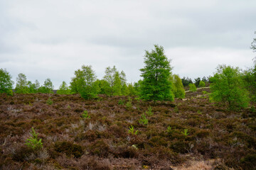 Fototapeta premium View over heathland and woodland in the spring