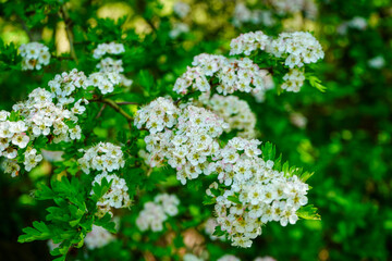 Hawthorn blossom in the spring