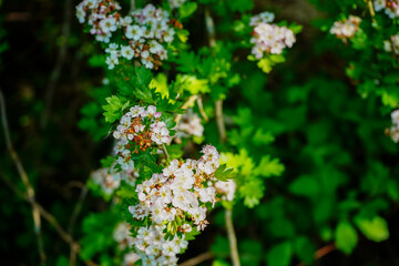 Hawthorn blossom in the spring