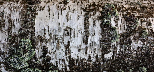 Obraz premium Background - relief bark of old birch with grey moss
