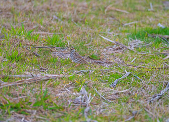 A Savannah Sparrow in the Wetland Grass