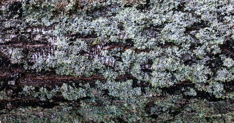 Background - relief bark of old birch with grey moss
