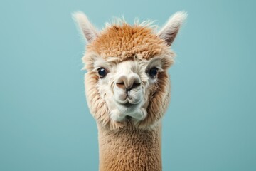 Obraz premium Portrait of an alpaca with a cute, funny expression. The alpaca's fluffy fur and inquisitive gaze are highlighted against a clear blue sky, creating an adorable and endearing animal image.