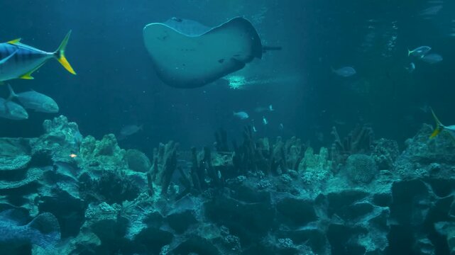 Tropical fishes and stingray swimming over a coral reef in an aquarium. Wildlife nature background
