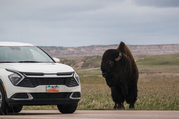 Auto v Bison © Jeremy