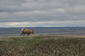Grazing Horned Sheep