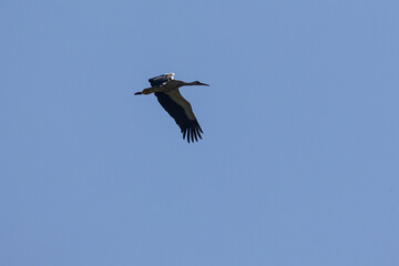 stork in flight