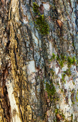 Background - relief bark of old pine with moss