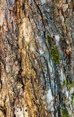 Background - relief bark of old pine with moss