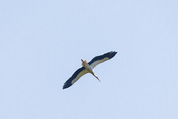 stork in flight