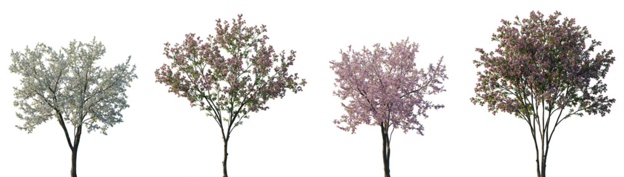 Set of Lagerstroemia (Crape Myrtle, Crepe Myrtle) and Cherry trees sakura pink blossoming frontal street spring trees medium and small isolated png on a transparent background perfectly cutout 