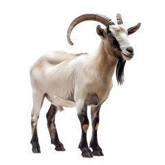 A long horned goat on white backdrop