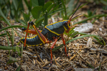 Immature Lubber Grasshopper
