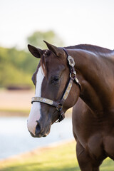 Fototapeta premium Horse head portrait headshot silver, halter 