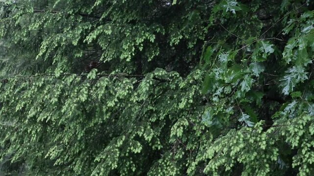 rain falling on hemlock tree needles foliage (trees in rain shower storm) wet leaves cones pine close up spring time new growth shoots tips on conifer