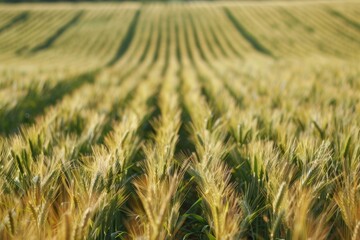 Sustainable Irrigation in Grain Field at Sunrise - Adaptation to Changing Weather Conditions