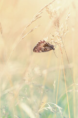 Motyl Polowiec szachownica (Melanargia galathea), letnia polana z owadami, natura, tło,  © anettastar