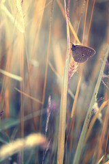 Pomarańczowy motyl, letni poranek, łąka z owadami, natura, tło,  © anettastar