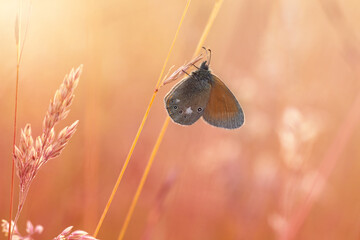 Pomarańczowy motyl, letni poranek, łąka z owadami, natura, tło,  © anettastar