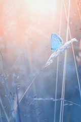 Motyl Modraszek ikar (Polyommatus icarus), letni poranek, łąka z owadami © anettastar