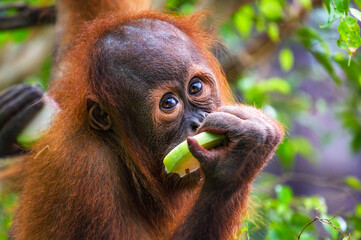 Young orangutan eating a slice of fruit in a lush green environment. Orangutans are highly...