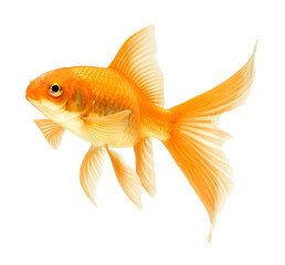 Fototapeta premium gold fish isolated on white