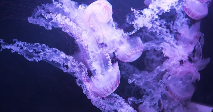Medusas swims underwater. Beautiful jellyfishes swims in aquarium