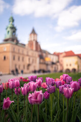Tulipany na tle Wawelu, Kraków © Tomasz