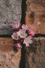 Vibrant spring flowers blooming through a crack in a stone wall, symbolizing resilience and new beginnings.