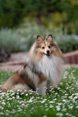 Pies w ogrodzie © Tomasz