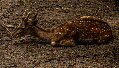 Resting roe deer