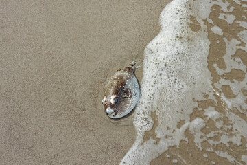 dead puffer fish on a sand beach in Costa Rica