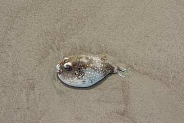dead puffer fish on a sand beach in Costa Rica