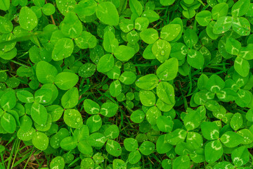 Lush green clover field with morning dew, symbolizing fresh spring growth