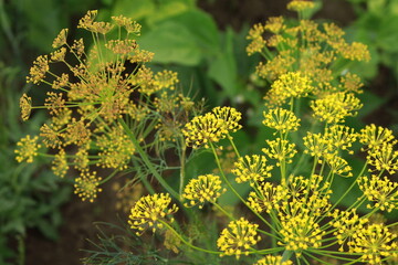 Close-up of yellow dill umbels. Garden dill (Anethum graveolens).