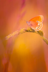 Pomarańczowy motyl, letni poranek, łąka z owadami, natura, tło,  © anettastar