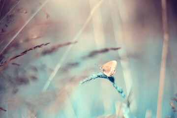 Pomarańczowy motyl, letni poranek, łąka z owadami, natura, tło,  © anettastar