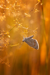 Motyl Modraszek ikar (Polyommatus icarus), letni poranek, łąka z owadami © anettastar