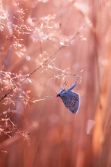 Motyl Modraszek Ikar na letniej łące, brązowe tło, kolorowa tapeta motyla na tle natury © anettastar