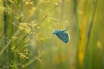 Motyl Modraszek ikar (Polyommatus icarus), letni poranek, łąka z owadami © anettastar