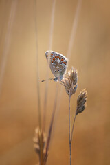 Motyl Modraszek ikar (Polyommatus icarus), letni poranek, łąka z owadami © anettastar
